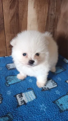 Lulu da pomerania anao fêmea
