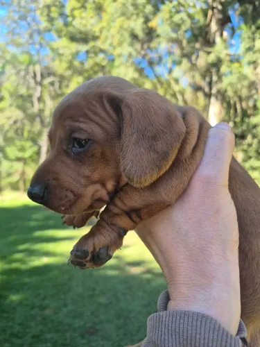 Filhote macho Dachshund cor canela.