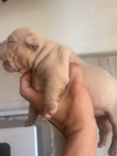 FILHOTE CAO VENDA AMERICAN BULLY MICRO 