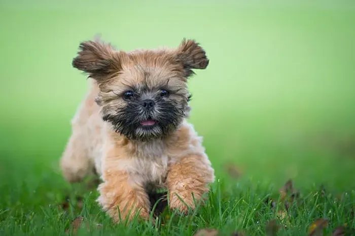 ? Filhotes de Shih Tzu | Pequenos no Tamanho, Grandes no Carinho