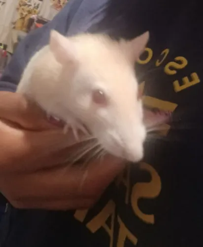 Doação Ratos Twister