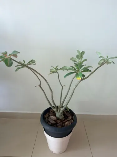 Rosa do deserto grande