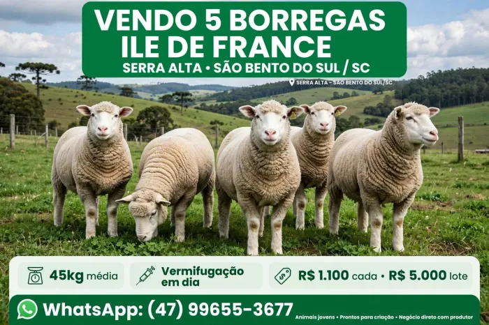 Ovelhas lote de 5 femeas novas