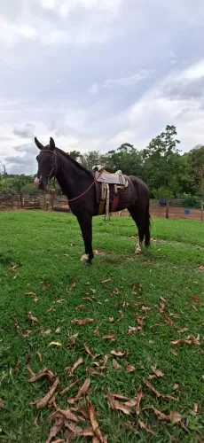 Vendo Egua 