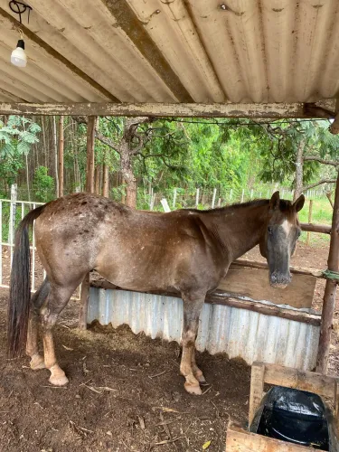 Vendo cavalo QM Appalloosa