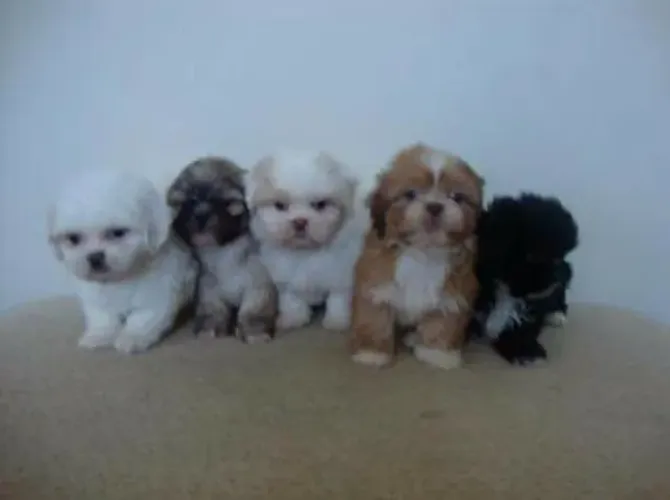 Shih Tzu Filhote O Amigo Que Vai Fazer Parte da Sua Rotina