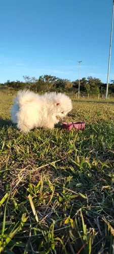 Spitz Alemão Lulu da Pomerania 