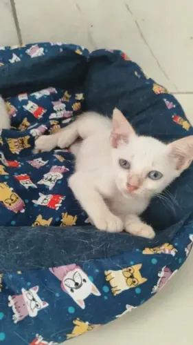 DOAÇÃO GATINHOS