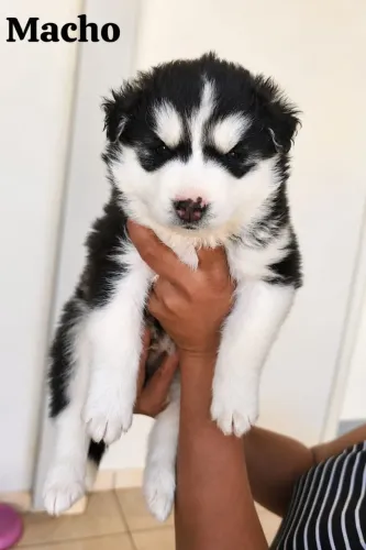 Husky siberiano