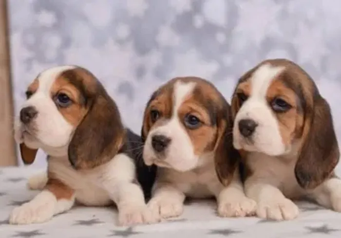 Beagle Mini Filhotes Purinhos Tricolores.