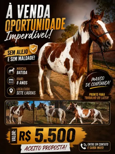 Cavalo
