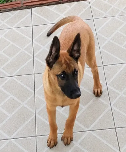 Pastor Belga Malinois - apenas filhotes fêmeas!