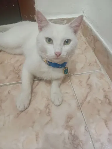 Doação de gatinho macho