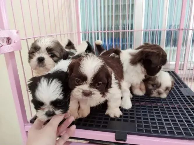 Shih tzu macho e fêmea raça pura lindos pelo seda