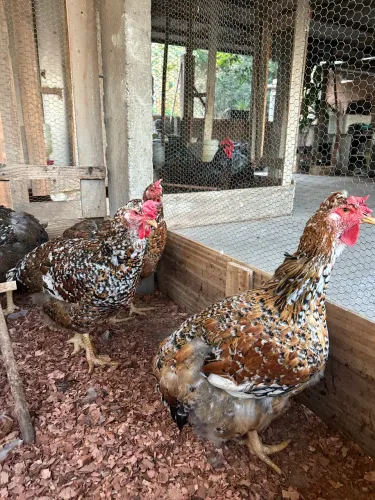 Ovos férteis Galinha Sertaneja Balão 