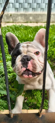 Bulldog frances para cobertura