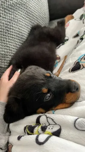 Rottweiler O filhote ideal para quem procura um companheiro de personalidade