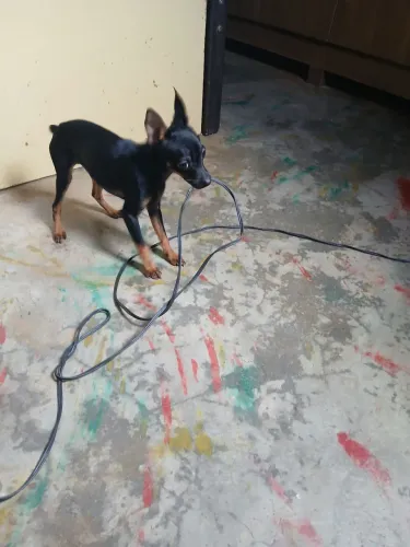 Pinscher macho 1