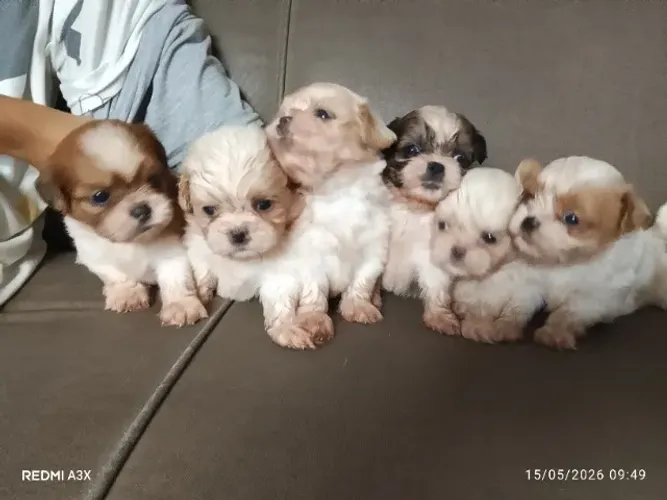 Filhotinhos de shy thz com Lhasa Apso 