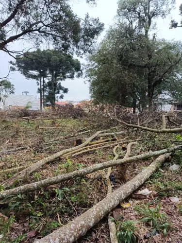 Corte de árvores e outros trabalhos 