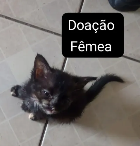 Gato