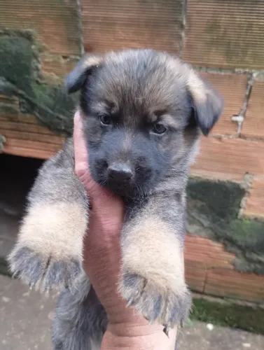 LINDOS FILHOTES DE CÃO PASTOR ALEMÃO PUROS