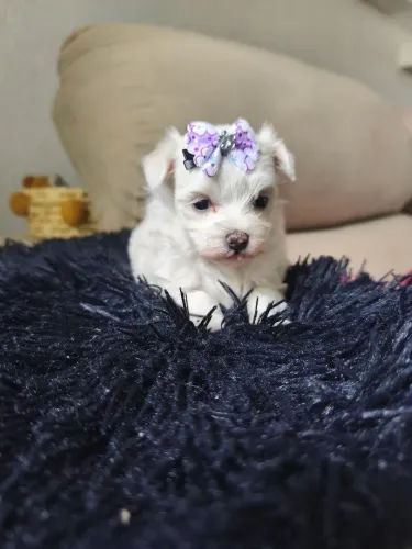 Fêmea e machinho de maltês!!