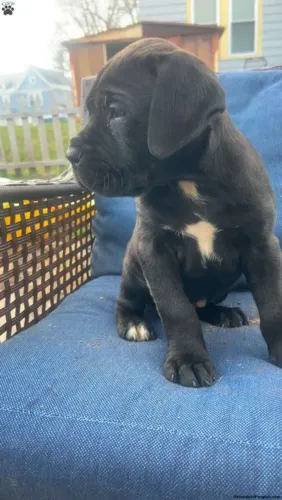 Cane corso | Chama no WhatsApp e conheça nossos bebês 