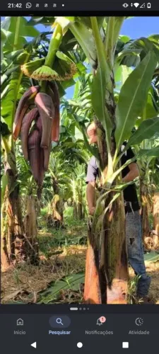 Vdd filho de banana prata