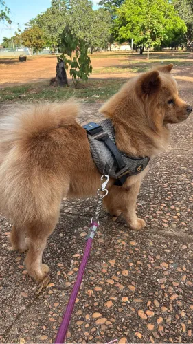 Procura-se fêmea de chow chow para cruzar
