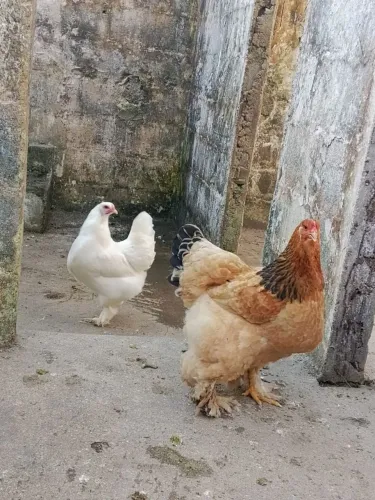 Galinha brahma