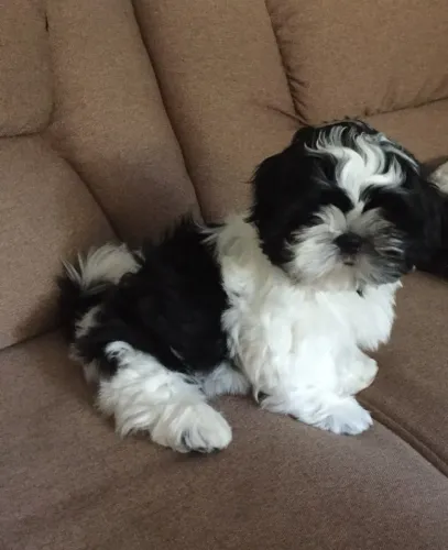 Shih Tzu Macho e Fêmea Disponíveis