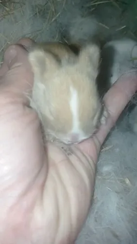 Coelho netherland anão
