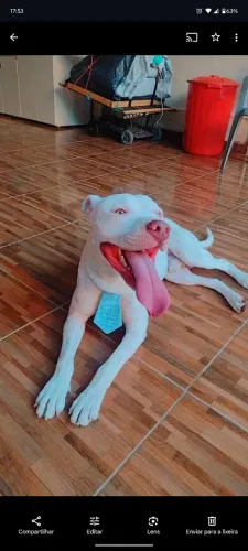 Doa cachorro