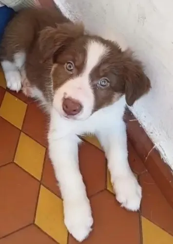 Filhotes Border Collie Fêmeas