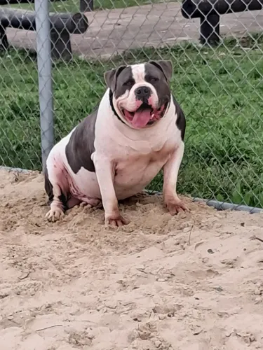 Vende-se pitmoster 78 kilos mansinho pra criança e  animais 