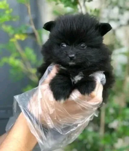 Spitz femia preta última promoção pra leva não baixou mais ok