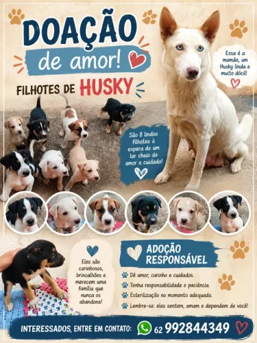 Filhotes de husky?