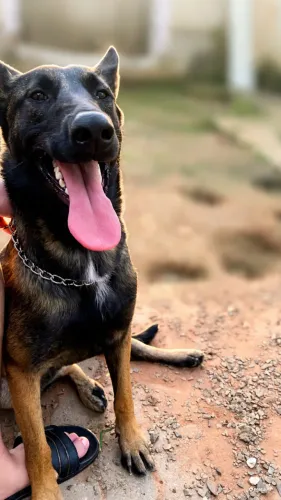 Fêmea Pastor Belga Malinois