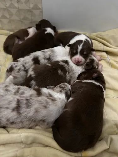 Filhotes de Border Collie