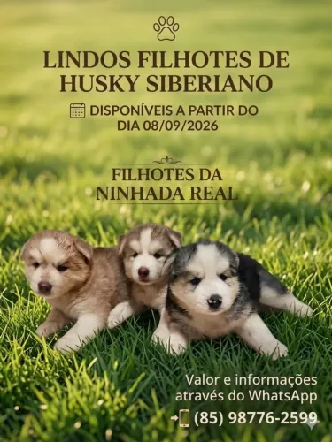 Husky Siberiano