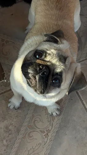 Cachorro pug