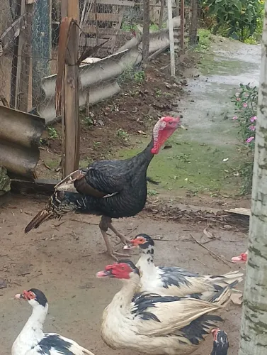 Peru 150 reais
