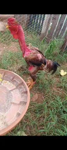 Frango Polaco Gigante