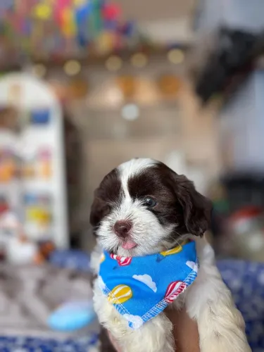 Shih Tzu Macho olhos verdes 10x R$140