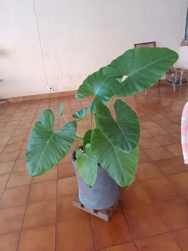 Planta Alocácia 