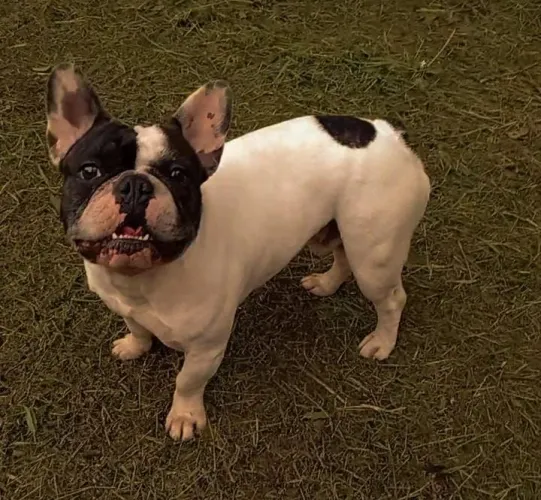 Doação Bulldog francês