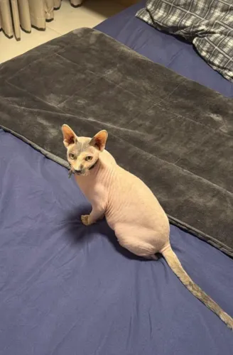 Gato Sphynx - Gato Pelado