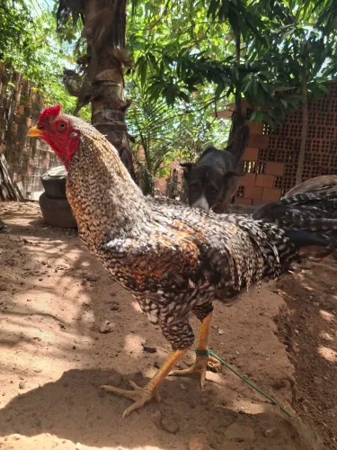 Galo