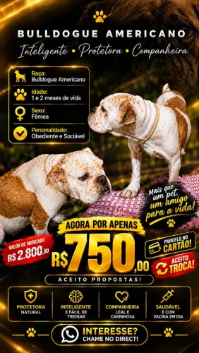 BULDOGUE AMERICANO FÊMEA 1 ANO DE VIDA